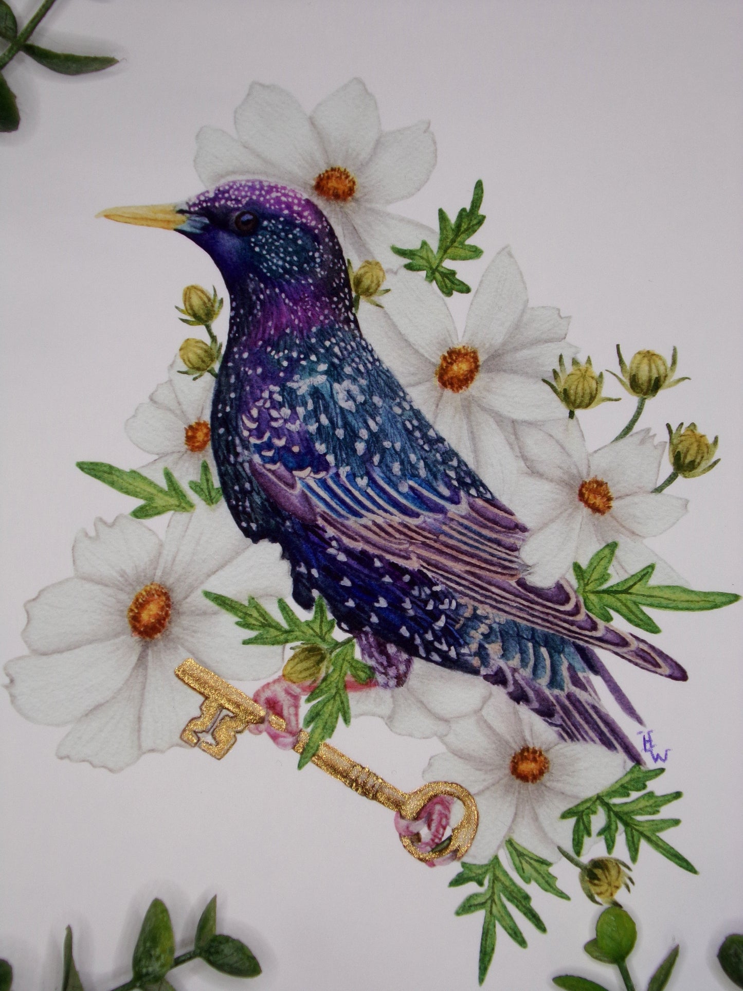 Starling and Cosmos Print